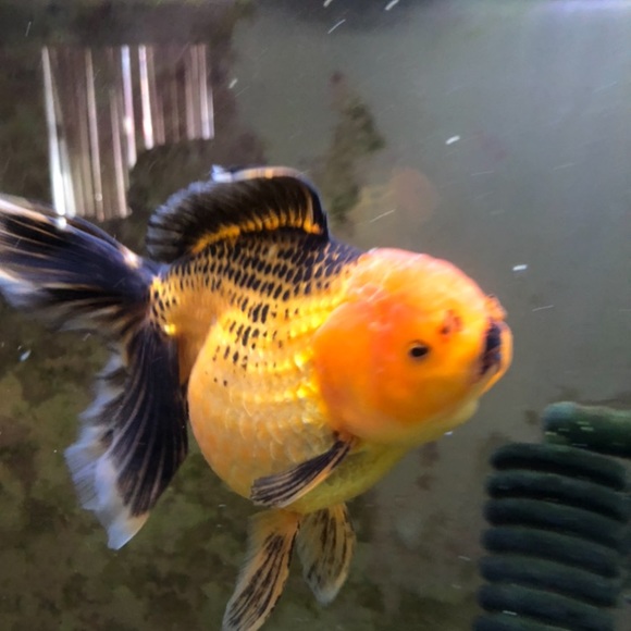 Meet your Posher, Daniela - Picture 8 of 8